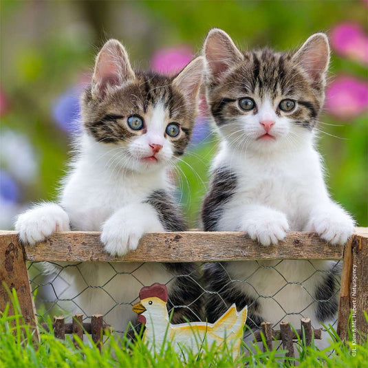 Cuddly Kittens 3 x 49 Piece Jigsaw Puzzle by Ravensburger - 2