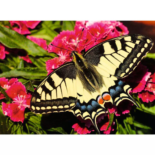 Butterfly 500 Piece Jigsaw Puzzle by Ravensburger - 2