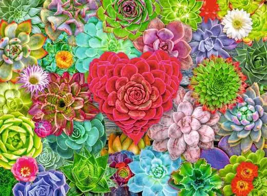 Succulent Love 500 Piece Jigsaw Puzzle by Ravensburger - 2