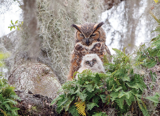Great Horned Owl 1000 Piece Jigsaw Puzzle by Cobble Hill - 2