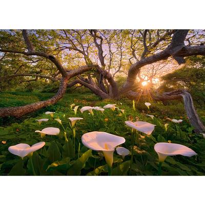 Magic Forest: Calla Clearing 1000 Piece Jigsaw Puzzle by Heye - 2