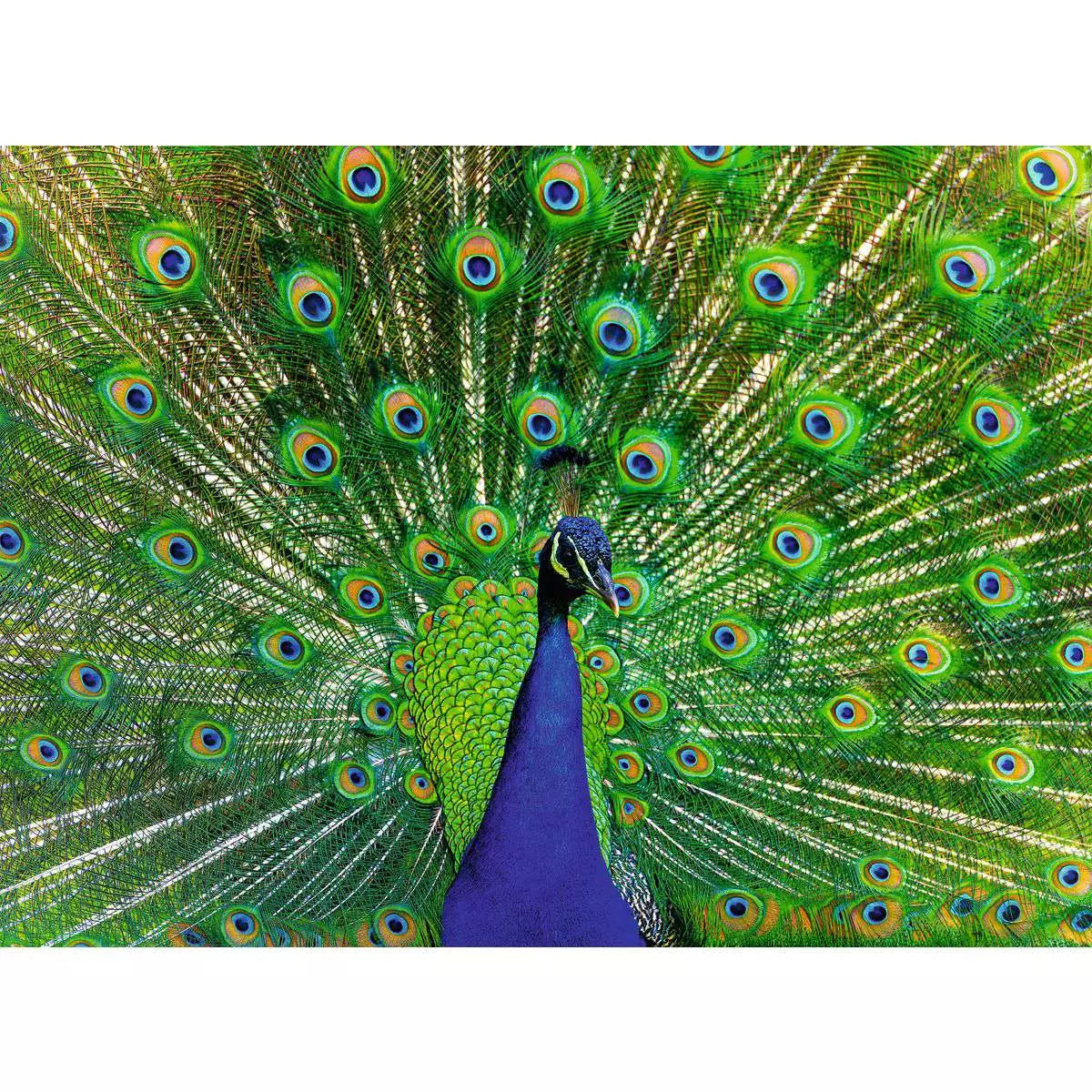 Peacock 500 Piece Jigsaw Puzzle by Ravensburger