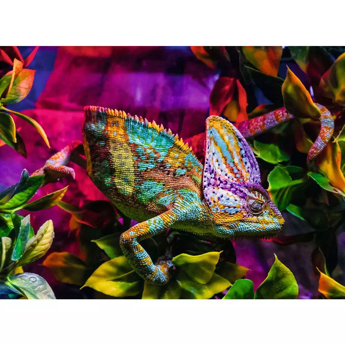Chameleon 500 Piece Jigsaw Puzzle by Ravensburger