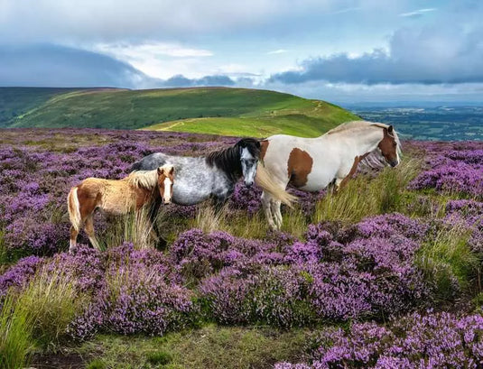 Wild Horses in the Heather 2000 Piece Jigsaw Puzzle by Ravensburger