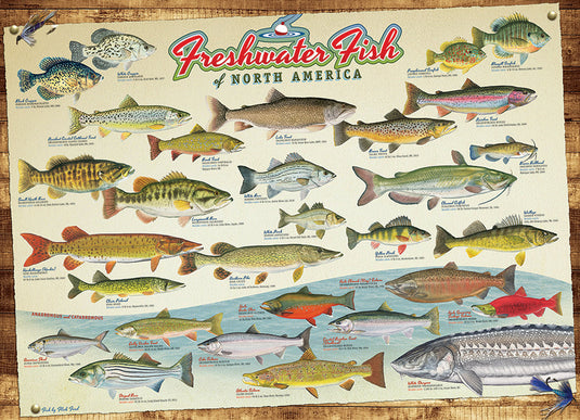 Freshwater Fish of North America 1000 Piece Jigsaw Puzzle by Cobble Hill - 2