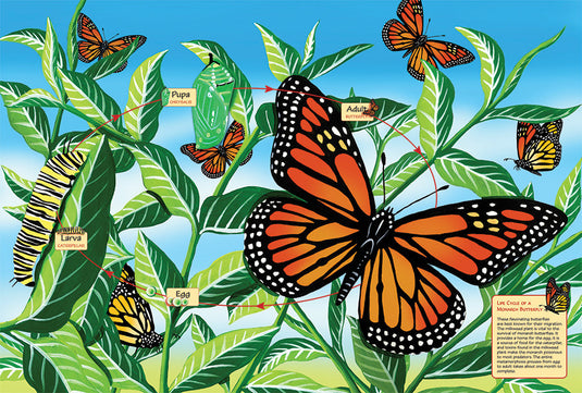 Life Cycle of a Monarch Butterfly 48 Piece Floor Jigsaw Puzzle by Cobble Hill - 2