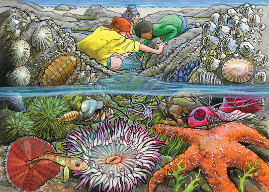 Exploring the Seashore 35 Piece Tray Jigsaw Puzzle by Cobble Hill - 1