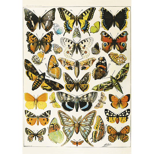 Butterflies and Moths 1000 Piece Jigsaw Puzzle by Piatnik - 2