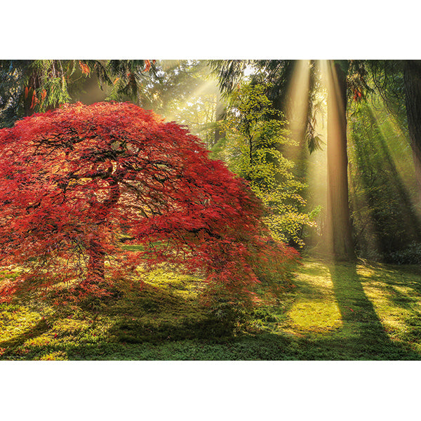 Magic Forests: Guiding Light 1000 Piece Jigsaw Puzzle by Heye