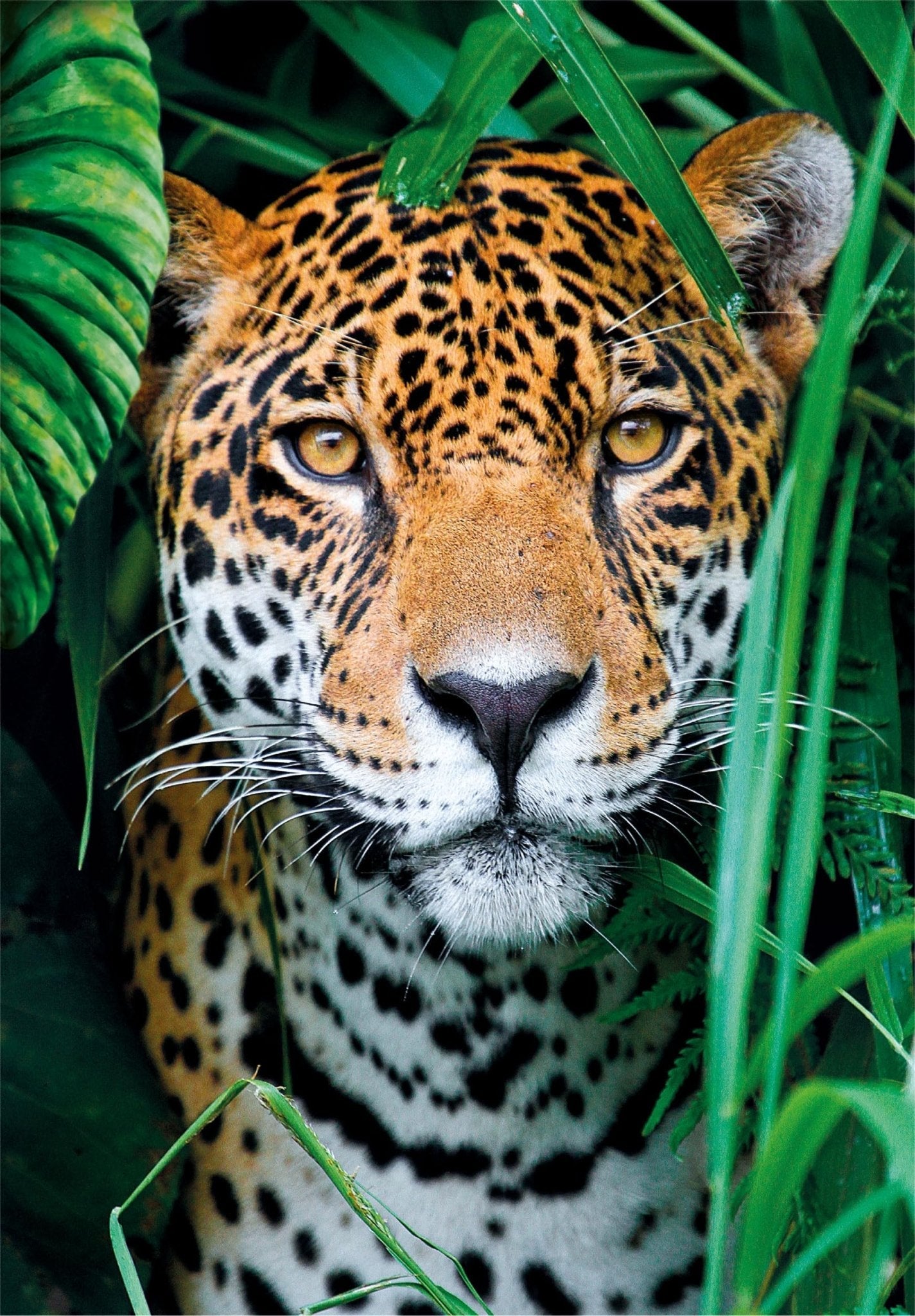 Jaguar In The Jungle 500 Piece Jigsaw Puzzle by Clementoni Puzzles